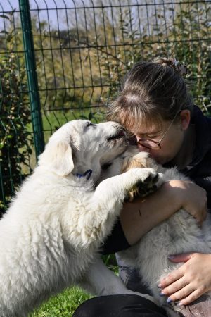 Image de la portée de chiot de l'élévage DES TREFLES A QUATRE PATTES