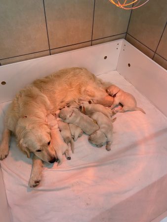 Image de la portée de chiot de l'élévage ELEVAGE DES CHAMPS D EYPADERO