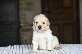 Chiots d'apparence Golden retriever à vendre chez l'éleveur DES SYMPHONIES D’ARLEQUIN