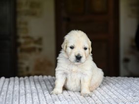 Chiots d'apparence Golden retriever à vendre chez l'éleveur DES SYMPHONIES D’ARLEQUIN