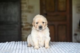 Chiots d'apparence Golden retriever à vendre chez l'éleveur DES SYMPHONIES D’ARLEQUIN