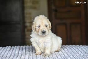 Chiots d'apparence Golden retriever à vendre chez l'éleveur DES SYMPHONIES D’ARLEQUIN