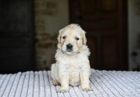 Chiots d'apparence Golden retriever à vendre chez l'éleveur DES SYMPHONIES D’ARLEQUIN