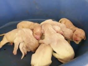 Chiots de race Golden retriever à vendre chez l'éleveur DU PALAIS DES PAPES