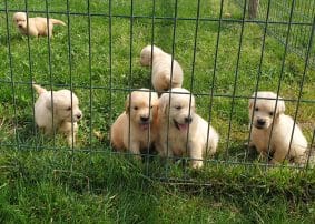 Chiots de race Golden retriever à vendre chez l'éleveur DU PALAIS DES PAPES