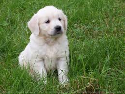 Chiots de race Golden retriever à vendre chez l'éleveur DU PALAIS DES PAPES