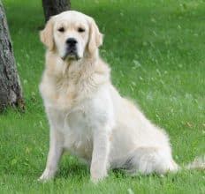 Chiots de race Golden retriever à vendre chez l'éleveur DU PALAIS DES PAPES