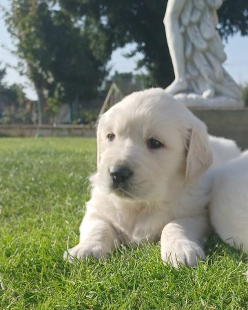 Image de la portée de chiot de l'élévage GONCALVES GIL