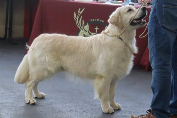 Image de la portée de chiot de l'élévage LARUE MARINA