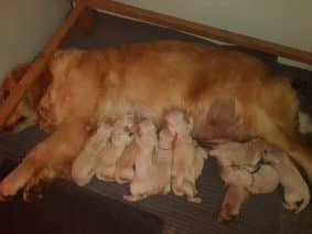 Chiots de race Golden retriever à vendre chez l'éleveur DE SWEETY FOX