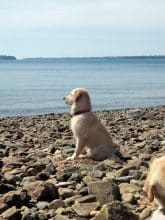 Chiots d'apparence Golden retriever à vendre chez l'éleveur DE KERLOUIS