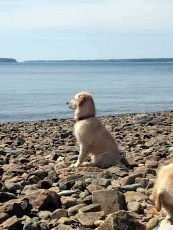 Image de la portée de chiot de l'élévage DE KERLOUIS