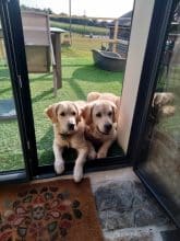 Chiots d'apparence Golden retriever à vendre chez l'éleveur DE KERLOUIS