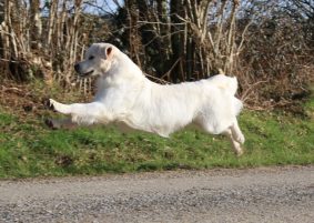 Chiots d'apparence Golden retriever à vendre chez l'éleveur DE KERLOUIS