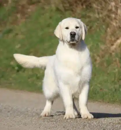 Image de la portée de chiot de l'élévage DE KERLOUIS