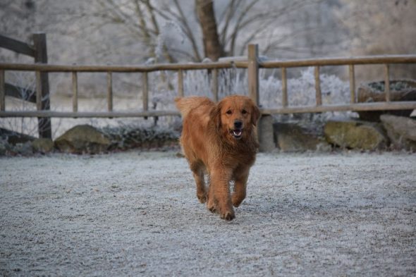 Image de la portée de chiot de l'élévage DU HAUT ATLAS