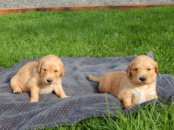 Image de la portée de chiot de l'élévage LE MAS D’EYRAUD