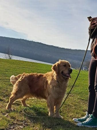 Image de la portée de chiot de l'élévage LARUE MARINA