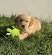 Chiots de race Golden retriever à vendre chez l'éleveur SCEA DU MOULIN DE MADJURIE