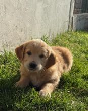 Chiots de race Golden retriever à vendre chez l'éleveur SCEA DU MOULIN DE MADJURIE