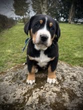 Chiots de race Grand bouvier suisse à vendre chez l'éleveur L’ARCHE DE CHAMBORD