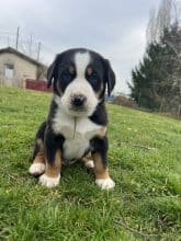 Chiots de race Grand bouvier suisse à vendre chez l'éleveur L’ARCHE DE CHAMBORD