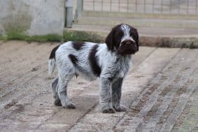 Chiots de race Griffon d'arrêt à poil dur à vendre chez l'éleveur DES VALLEES LONGERONNAISES