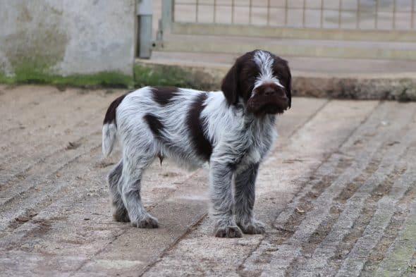 Image de la portée de chiot de l'élévage DES VALLEES LONGERONNAISES