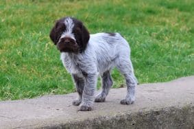 Chiots de race Griffon d'arrêt à poil dur à vendre chez l'éleveur DES VALLEES LONGERONNAISES