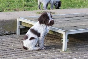 Chiots de race Griffon d'arrêt à poil dur à vendre chez l'éleveur DES VALLEES LONGERONNAISES