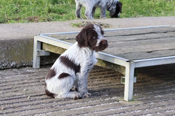 Image de la portée de chiot de l'élévage DES VALLEES LONGERONNAISES