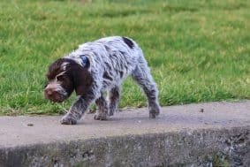 Chiots de race Griffon d'arrêt à poil dur à vendre chez l'éleveur DES VALLEES LONGERONNAISES