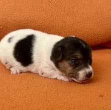 Chiots d'apparence Jack russell terrier à vendre chez l'éleveur ELEVAGE DES R