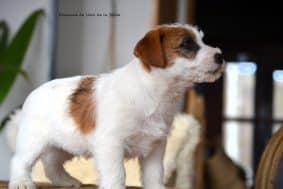 Chiots de race Jack russell terrier à vendre chez l'éleveur ELEVAGE DU DOMAINE DE LEON DE LA SEILLE