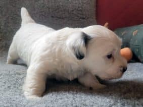 Chiots de race Jack russell terrier à vendre chez l'éleveur THE MAGNIFICIENT FOX HUNTER