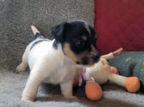 Chiots de race Jack russell terrier à vendre chez l'éleveur THE MAGNIFICIENT FOX HUNTER