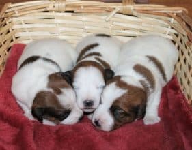 Chiots de race Jack russell terrier à vendre chez l'éleveur DU NORMONT