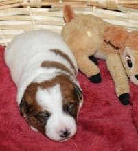 Chiots de race Jack russell terrier à vendre chez l'éleveur DU NORMONT