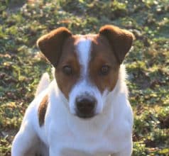 Chiots de race Jack russell terrier à vendre chez l'éleveur DU NORMONT