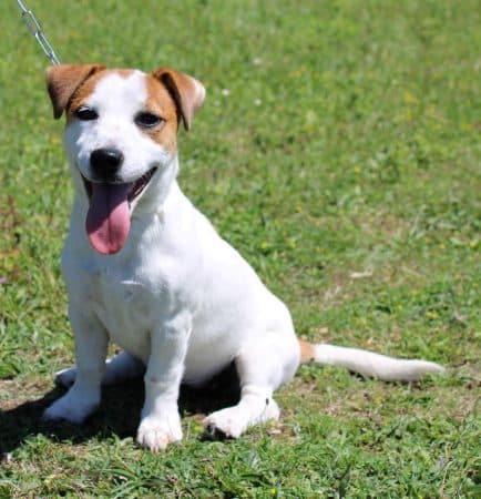 Image de la portée de chiot de l'élévage DU NORMONT