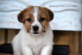 Chiots de race Jack russell terrier à vendre chez l'éleveur ELEVAGE DU DOMAINE DE LEON DE LA SEILLE