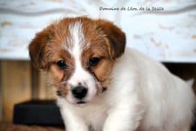 Chiots de race Jack russell terrier à vendre chez l'éleveur ELEVAGE DU DOMAINE DE LEON DE LA SEILLE