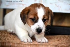 Chiots de race Jack russell terrier à vendre chez l'éleveur ELEVAGE DU DOMAINE DE LEON DE LA SEILLE