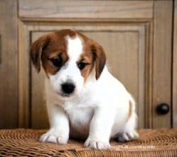 Chiots de race Jack russell terrier à vendre chez l'éleveur ELEVAGE DU DOMAINE DE LEON DE LA SEILLE