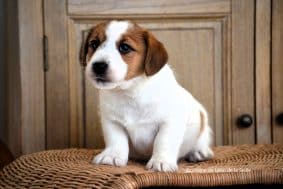 Chiots de race Jack russell terrier à vendre chez l'éleveur ELEVAGE DU DOMAINE DE LEON DE LA SEILLE