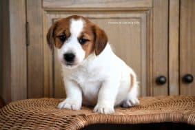 Chiots de race Jack russell terrier à vendre chez l'éleveur ELEVAGE DU DOMAINE DE LEON DE LA SEILLE