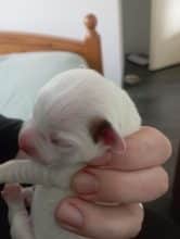 Chiots d'apparence Jack russell terrier à vendre chez l'éleveur DU DOLMEN DES KORRIGANS