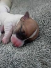 Chiots d'apparence Jack russell terrier à vendre chez l'éleveur DU DOLMEN DES KORRIGANS