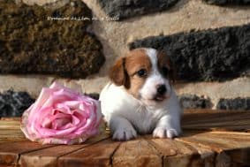 Chiots de race Jack russell terrier à vendre chez l'éleveur DOSDAT JOSUA