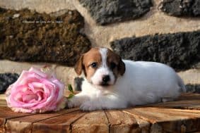 Chiots de race Jack russell terrier à vendre chez l'éleveur DOSDAT JOSUA